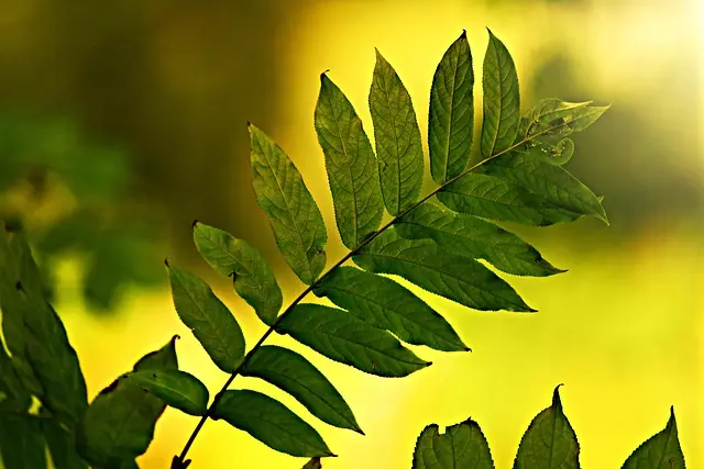 Cómo Crear un Espacio Ecológico en Tu Casa: Guía Práctica