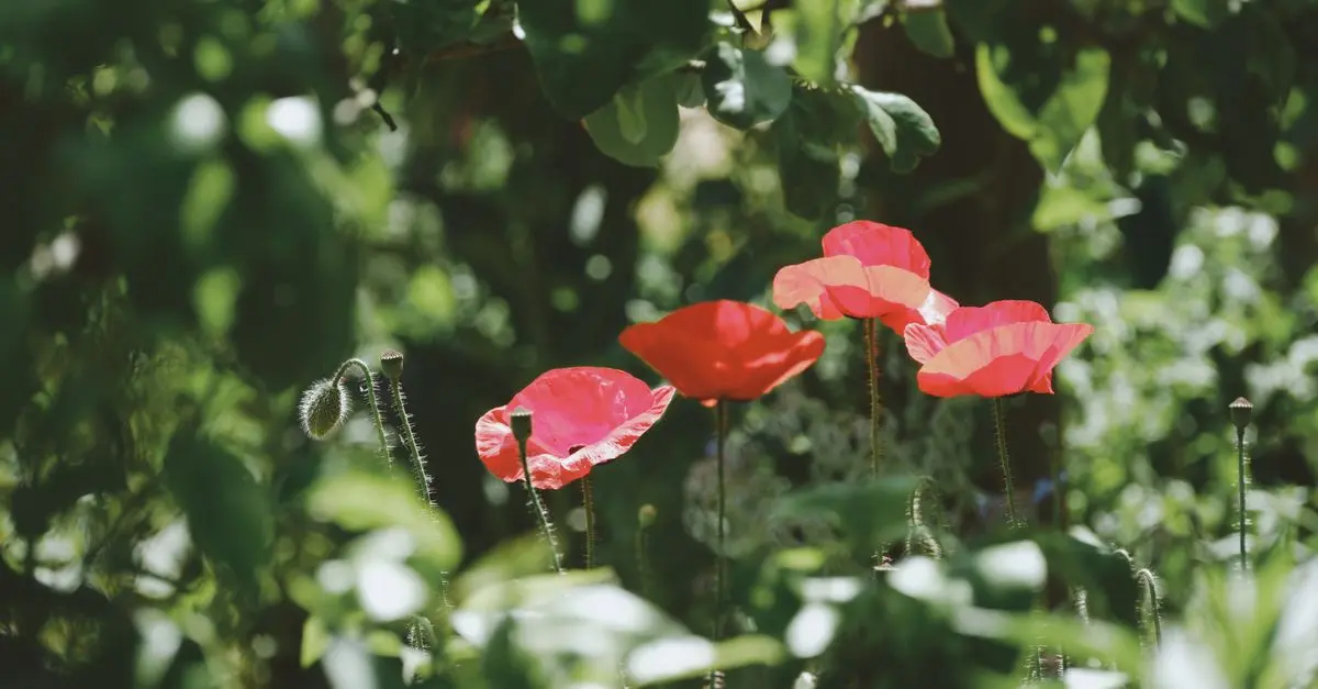 Cómo Crear el Jardín Perfecto para Tu Casa