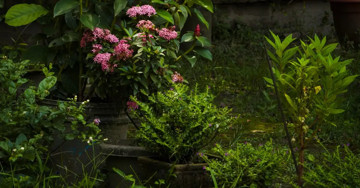Cómo Crear un Jardín Vertical Espectacular en Casa