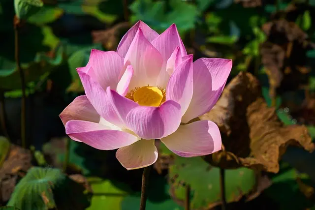 Cómo Elegir el Jardín Perfecto para Tu Espacio Exterior