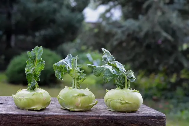 Cómo Crear un Jardín Vertical Espectacular en Casa: Guía Completa