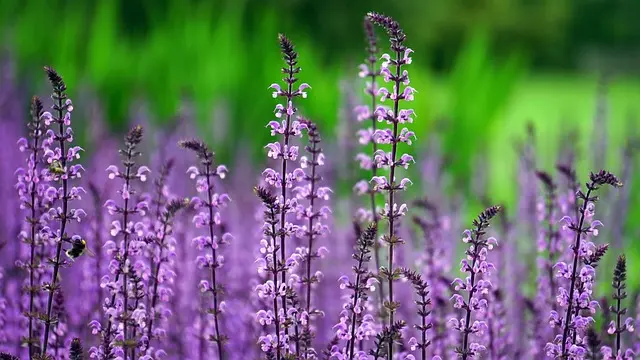 Cómo Elegir los Mejores Materiales para tu Jardin