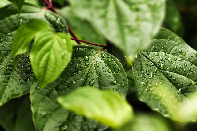 Guía Completa para Crear un Jardín Ecológico en Casa