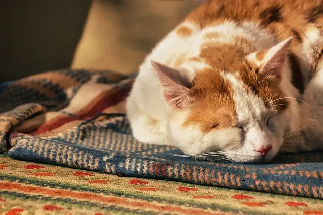 Cómo Crear un Espacio de Relax en Casa: Guía Completa