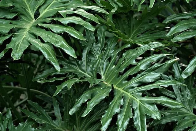 Cómo Elegir el Jardín Vertical Perfecto para Tu Casa