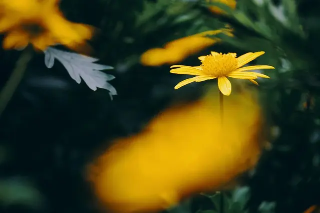 Cómo Crear un Jardín Vertical Impactante en Casa