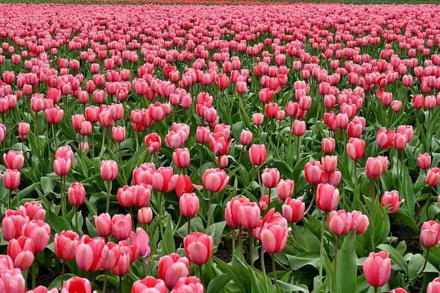 Cómo Elegir el Jardín Vertical Perfecto para Tu Casa