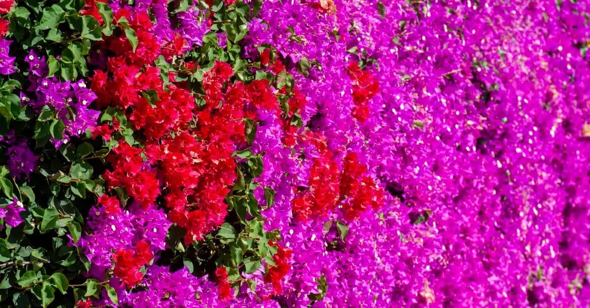Cómo Elegir el Jardín Vertical Ideal para Tu Espacio Exterior