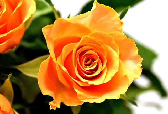 10 Claves para Crear el Jardín Perfecto en Casa