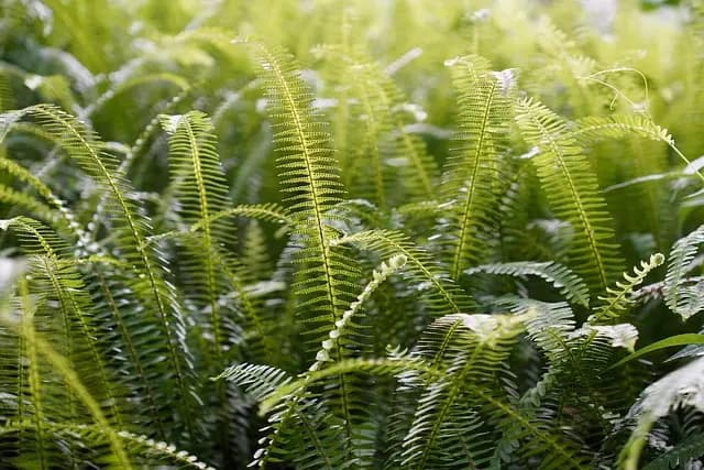 Cómo Elegir el Jardín Vertical Ideal para Tu Casa