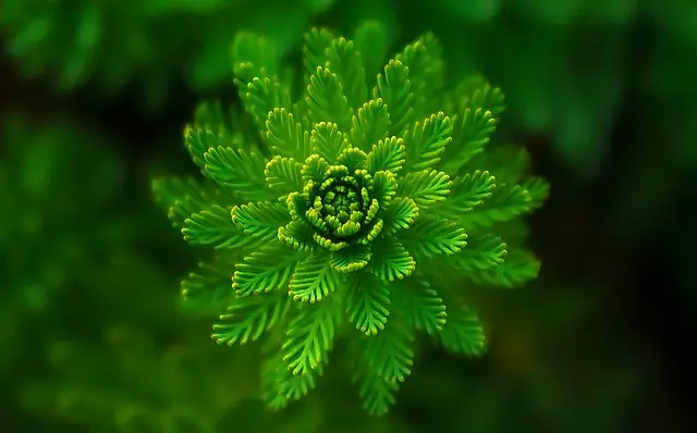 Cómo Crear un Jardín Vertical Espectacular en Casa