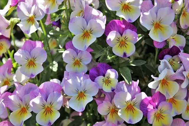 Cómo Elegir el Jardín Vertical Perfecto para Tu Casa