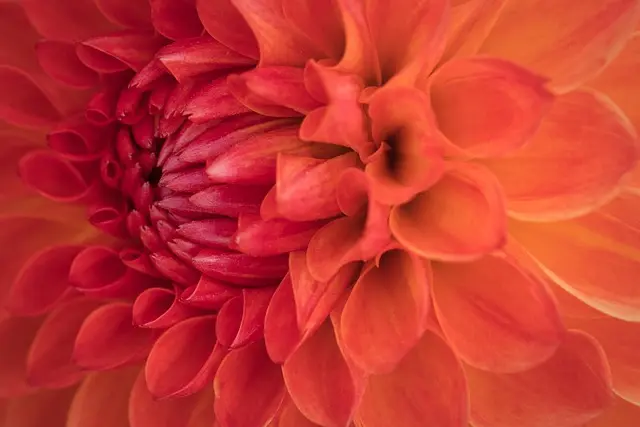 10 Consejos para Crear un Jardín Vertical Impactante