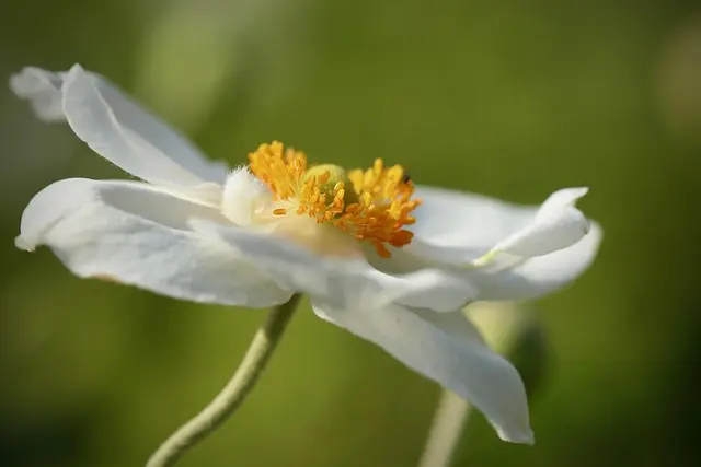 Cómo Elegir el Jardín Perfecto para Tu Espacio Exterior