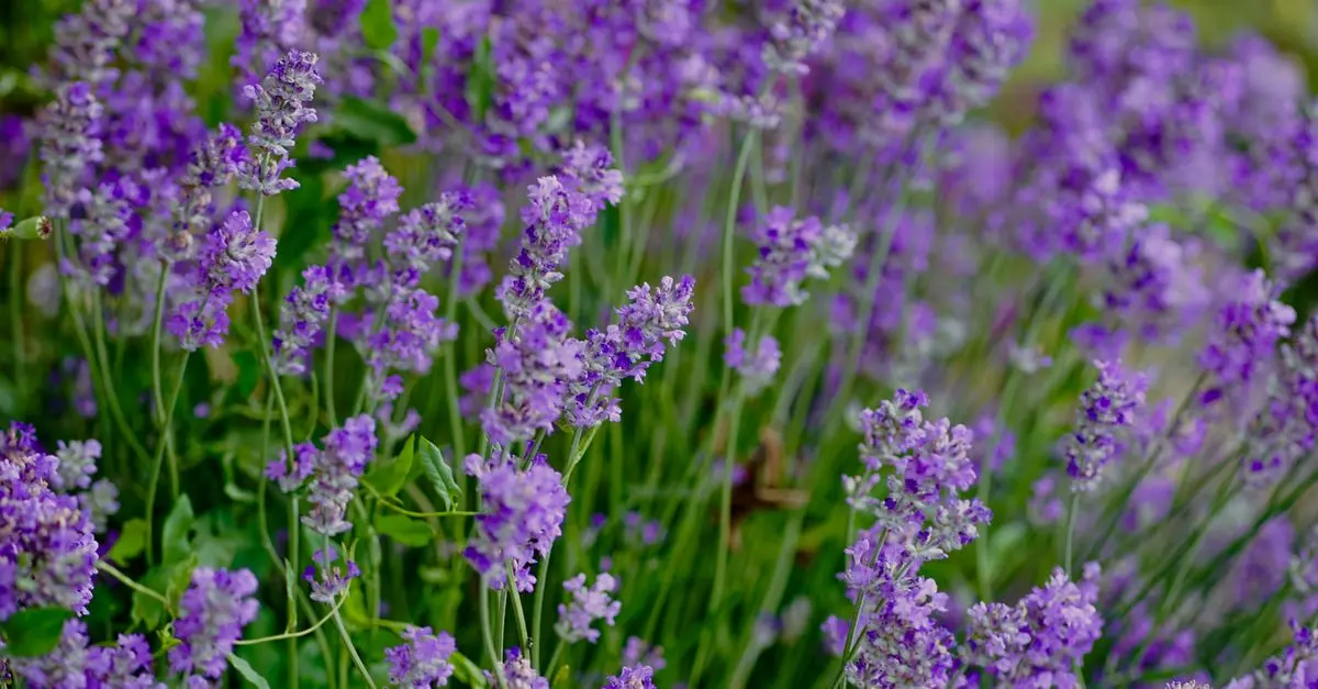 Cómo Crear un Jardín de Aromas en Casa: Guía Completa