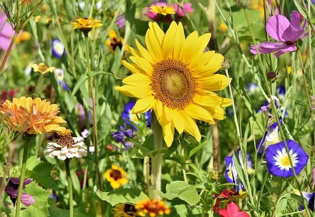 Cómo Hacer un Jardín Vertical: Guía Práctica y Sencilla
