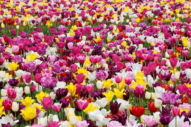 Cómo Diseñar el Jardín Perfecto para Tu Casa