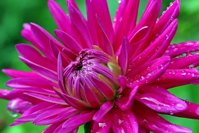 Cómo Crear el Jardín Perfecto en Tu Casa: Guía Completa