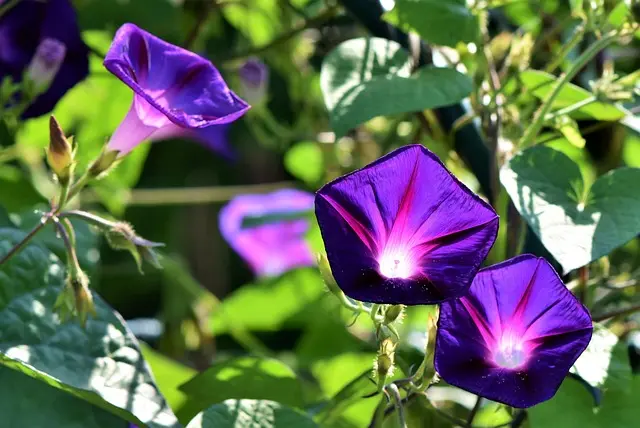 10 Consejos para Crear un Jardín Vertical que Inspire Tranquilidad