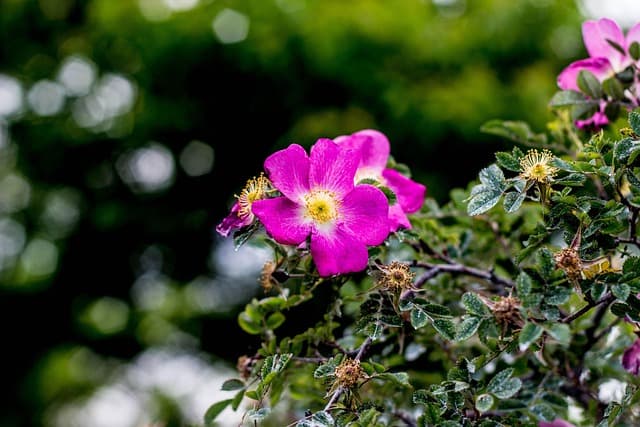 Cómo Elegir el Jardín Perfecto para tu Espacio Exterior