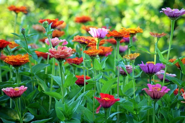 Cómo Crear un Jardín en Casa: Guía Paso a Paso