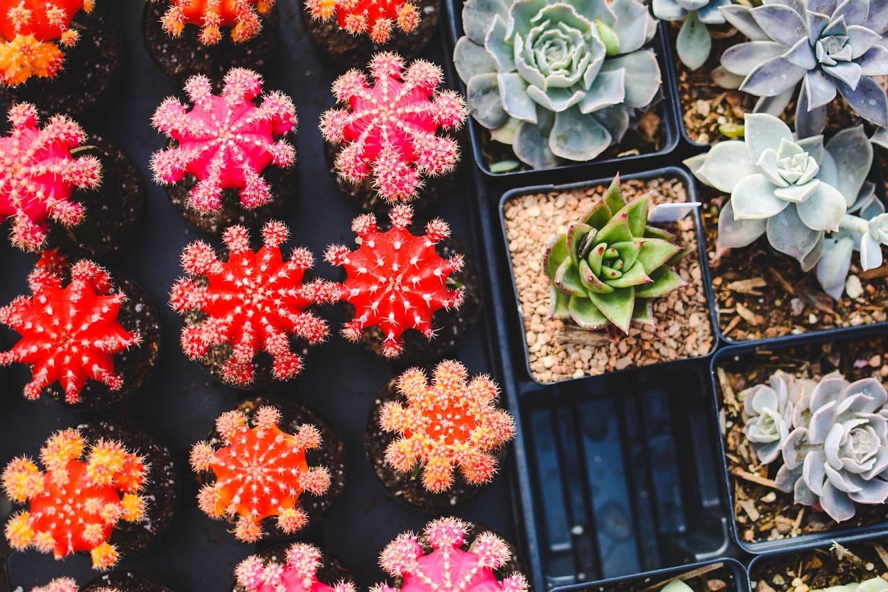 Cómo Elegir el Espacio Perfecto para Tu Jardín