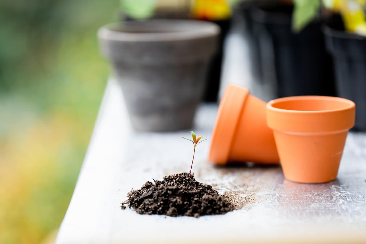 Cómo Elegir el Jardín Perfecto para Tu Espacio Exterior