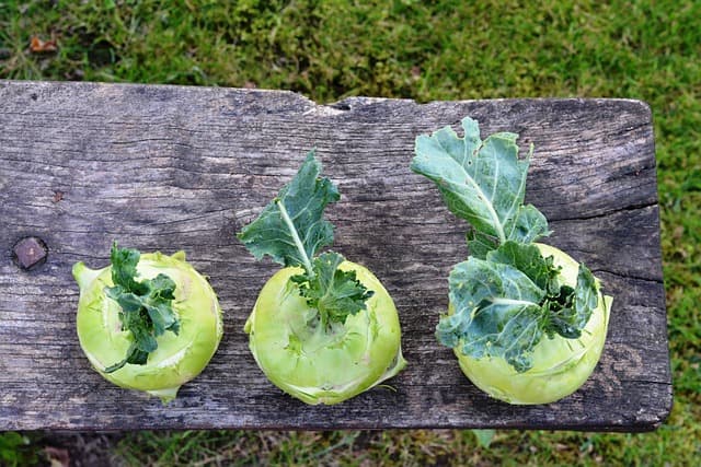 10 Ideas para Crear un Jardín Vertical Impactante