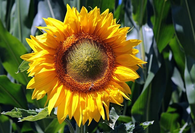 Cómo Diseñar el Jardín Perfecto para Tu Casa