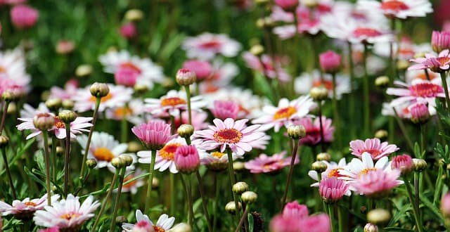 Cómo Elegir el Jardín Perfecto para Tu Espacio Exterior