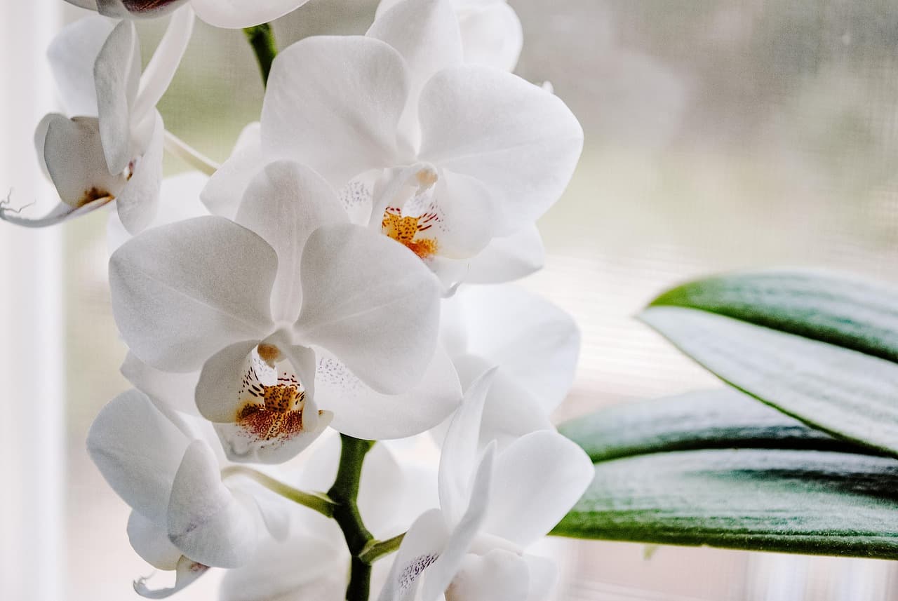 Cómo Crear un Jardín de Invierno en Casa