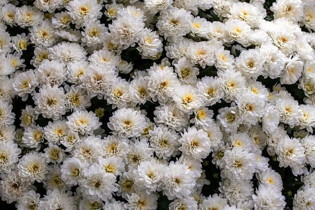 Consejos para Crear un Jardín Vertical que Inspira