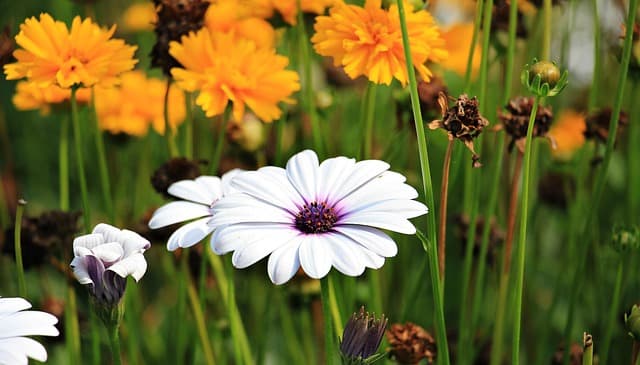 Cómo Diseñar un Jardín Perfecto para tu Casa