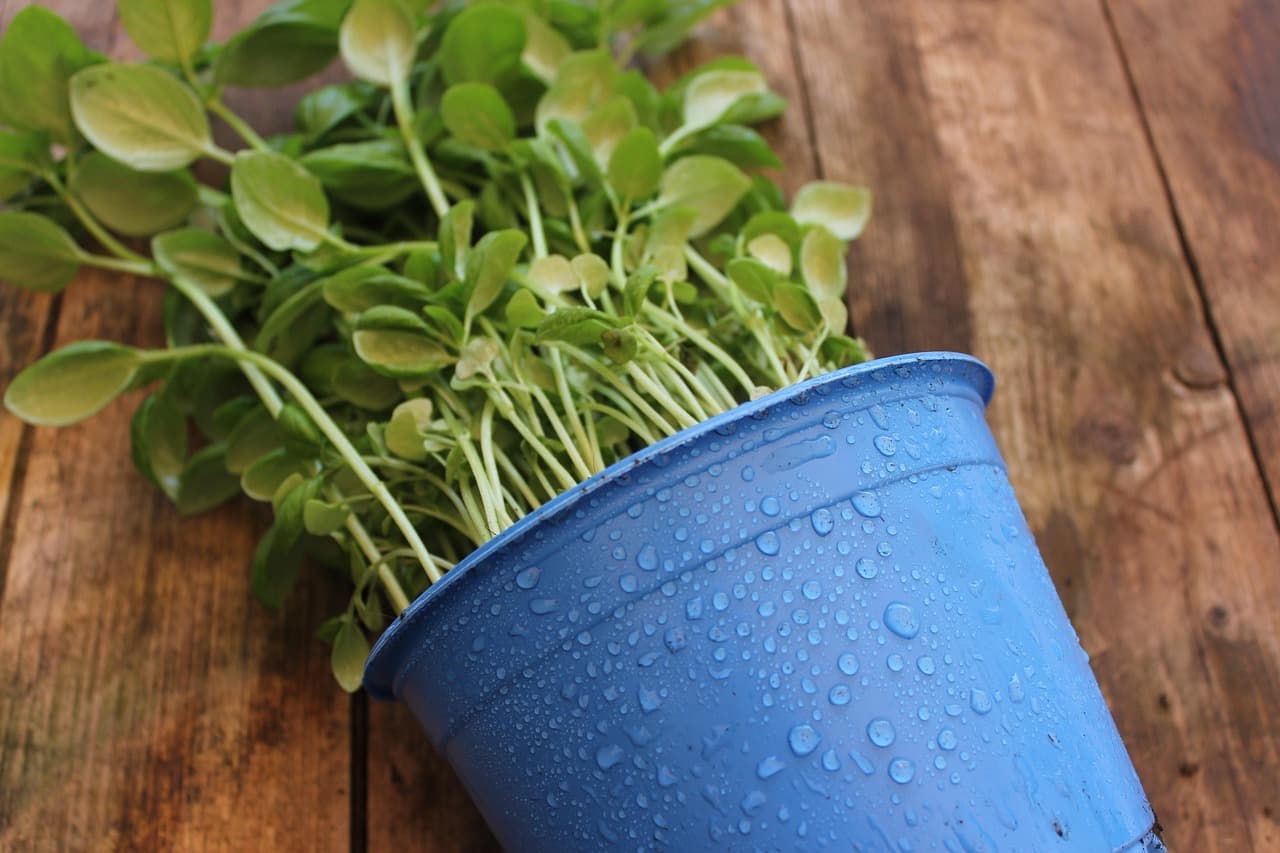 Cómo Crear un Jardín de Hierbas Frescas en Casa