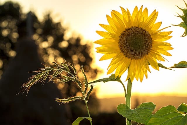 Cómo Crear un Jardín Acogedor en Casa: Guía Completa