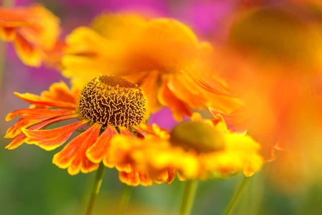Cómo Elegir el Jardín Perfecto para Tu Espacio Exterior